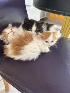Main Coon - Perser Babys