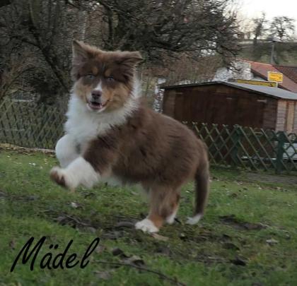 Reinrassige Australian Shepherd Welpen black-tri und red-tri