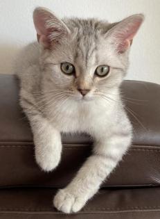 Bkh Kitten mit offenen Stammbaum blg.“B“