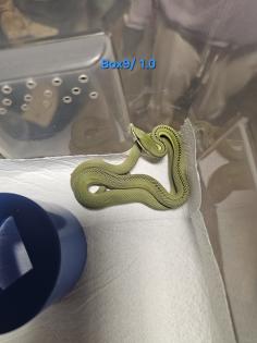 Philodryas baroni DNZ 08/25