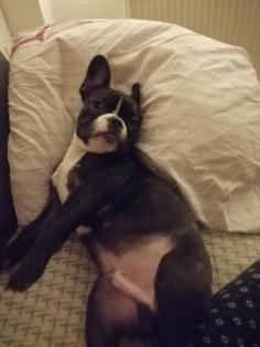 Louis sucht neues Zuhause