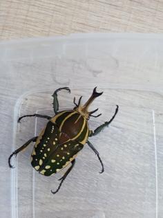 Mecynorrhina polyphemus confluens Larven