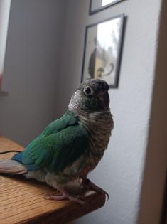 Nelly, Grünwangenrotschwanzsittich, weiblich