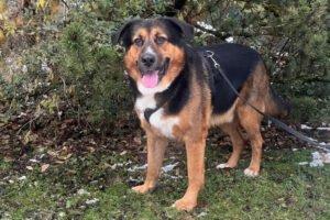 JENN BALU - männlich 4 Jahre 72 cm 57 kg Schäfer-Berner-Sennen-Mix Gechipt Kastr