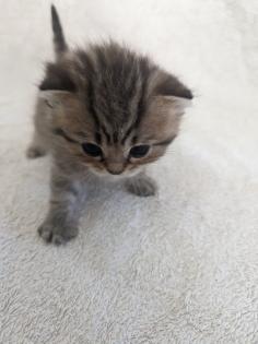 Sechs süße BKH Kitten geb. 06.05.23 suchen ab Ende Juli ein neues Zuhause