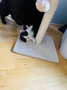 Bkh kitten reinrassig !!