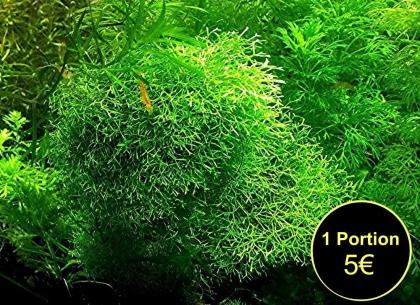 Sternlebermoos, Aquarienpflanze, Versand/ Abholung