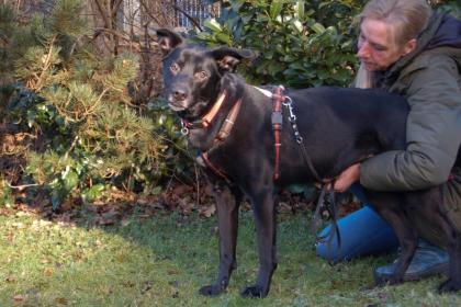 BLACK CONAN - Mischling - 4 Jahre - Tierhilfe-Franken e.V.