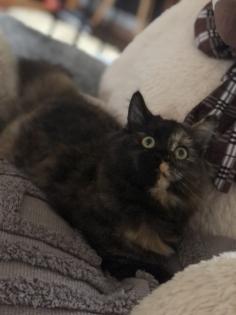 Katze Dori sucht ein liebevolles Zuhause …