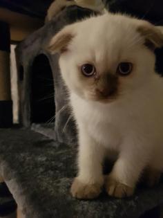 Scottisch fold kitten