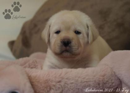 Labrador Welpen in gelb