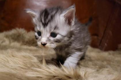 Unser bunter D-Wurf ist da :-) - sieben Maine Coon Kitten auf einen Streich - mi