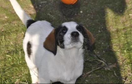 Loupie sucht ein passendes Zuhause