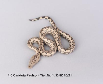 Candoia Paulsoni St.Isabel Nachzuchten