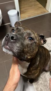 Pit-Staff-Mix sucht dringend neues Zuhause oder Pflegestelle!!