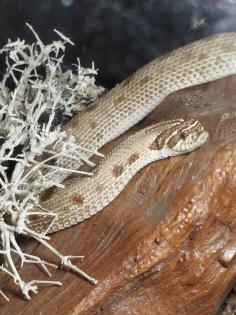 0.1 Heterodon nasicus Conda het.