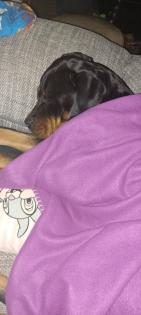 Rottweiler Dame sucht neues Zuhause