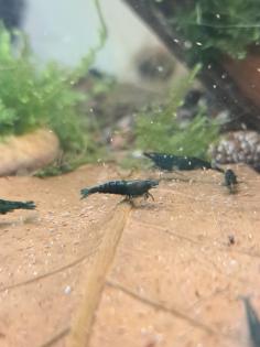 Neocaridina davidi Dark GreenJade  (Süßwasser Garnelen)