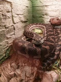Teppichpython, morelia variegata