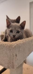 Russisch blau Kitten reinrassig 20.11.2024