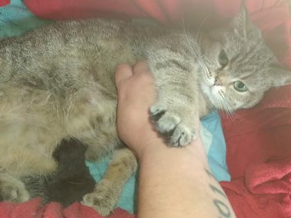 BKH/EHK Mix Kater ab 18.10 abgabebereit