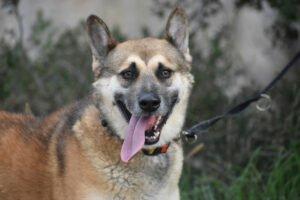 VINO - EINZELPFLEGEPLATZ GESUCHT !! Schutzgebühr: € 300,--männlich  2 Jahre  55 