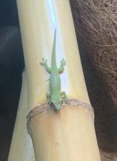 Phelsuma grandis (Geckos)