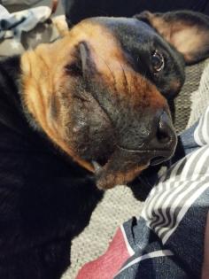 Rottweiler Dame sucht neues Zuhause