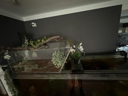 Gelbwangenschildkröte „ARNOLD “