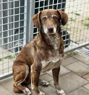 Dawn(m), 9 Jahre, 42 cm, Slowakei