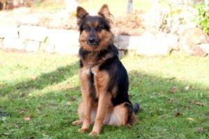 PUSCHINKA -weiblich 4 Jahre 55 cm 22 kg Deutscher Schäferhund Gechipt Kastriert