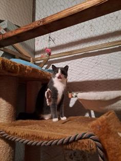Auf der Suche nach einem liebevollen Zuhause: Zwei besondere Katzen suchen gemei