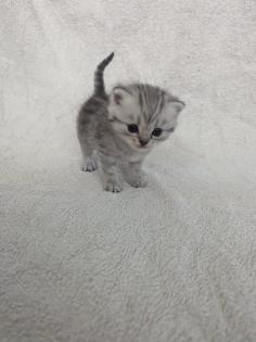 Sechs süße BKH Kitten geb. 06.05.23 suchen ab Ende Juli ein neues Zuhause