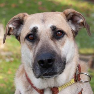 TOPAZ- männlich 4 Jahre 58 cm 38 kg Mix Gechipt Kastriert