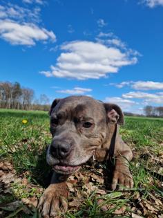 Amstaff American Stafford Terrier Puschel sucht dringend ein neues Zuhause!