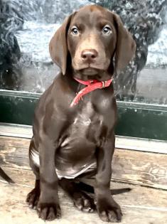 Deutsch Kurzhaar / Dobermann - Welpen abzugeben