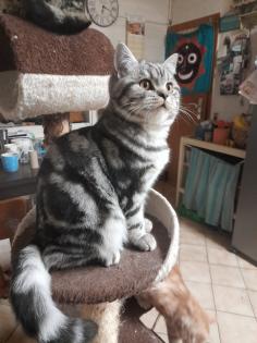 Typvoller junger BKH Kater mit Ahnentafel, geimpft, entwurmt, gechipt, kastriert