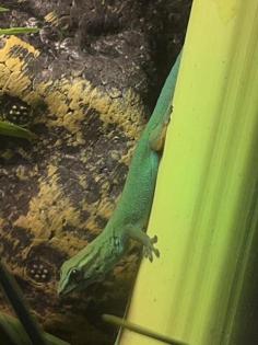 Lygodactylus williamsi 