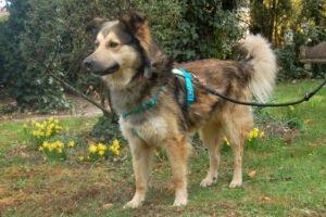 JOVI - männlich  3 Jahre  58 cm  28 kg  Collie-Mix  Gechipt  Kastriert