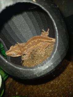 Höckerkopfgecko 0.0.1 mit Terrarium