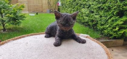 Zulu (m) eine Selkirk Rex - frotteebisflauschig - sucht Dich! 