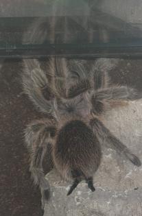 Vogelspinne zu Verschenken