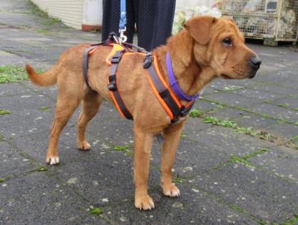 YVON - Shar Pei - Mix