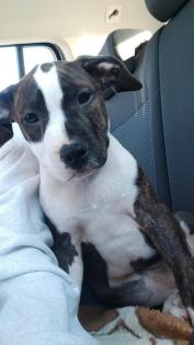 Ich verkaufe einen 3 Monate alten American Staffordshire Terrier-Welpen