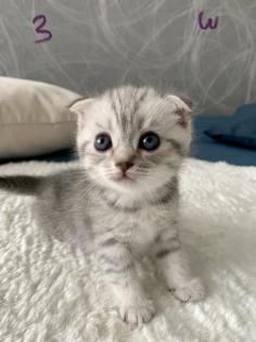 BKH / Scotisch Fold Kitten-Nur 2 Kitten - frei