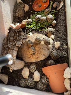 Griechische Landschildkröten, NZ 2024