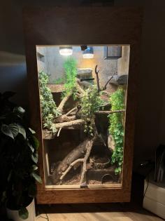 Verkaufe Kornnatter + Terrarium falls benötigt
