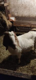 Burenziegen 1Bock & 1 tragende Ziege