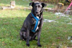 ONYX - männlich 4 Jahre 60 cm 39 kg Mix Gechipt Kastriert