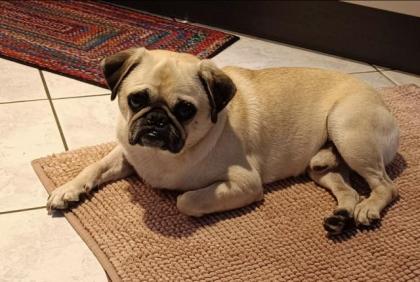 Mops Rüde sucht neues Zuhause